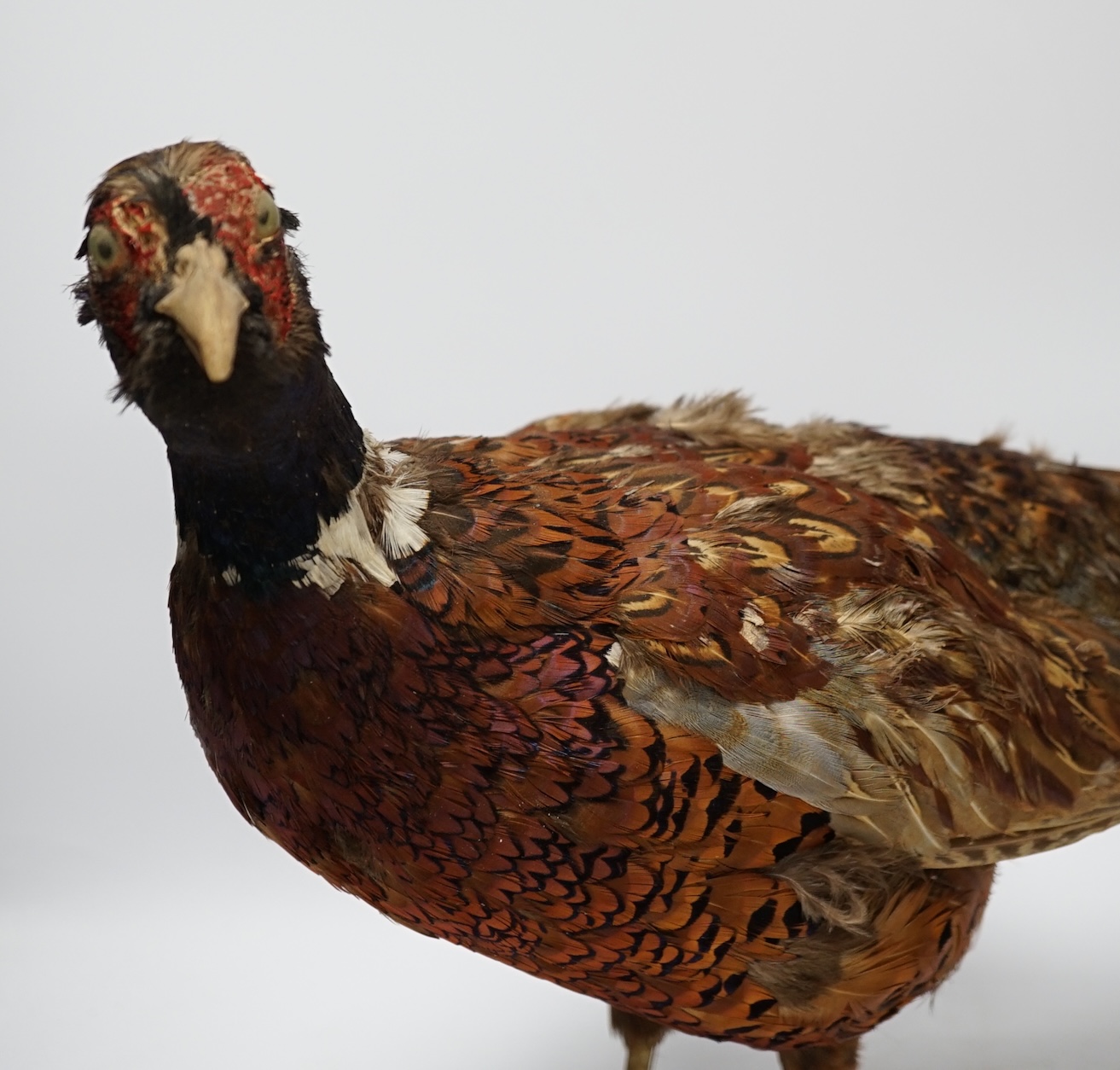 Taxidermy - two pheasants, separately mounted, largest 65cm long. Condition - poor